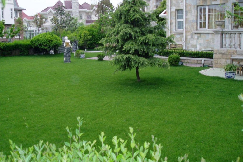 草坪种子种植过程中几点注意事项-瀚阳绿化