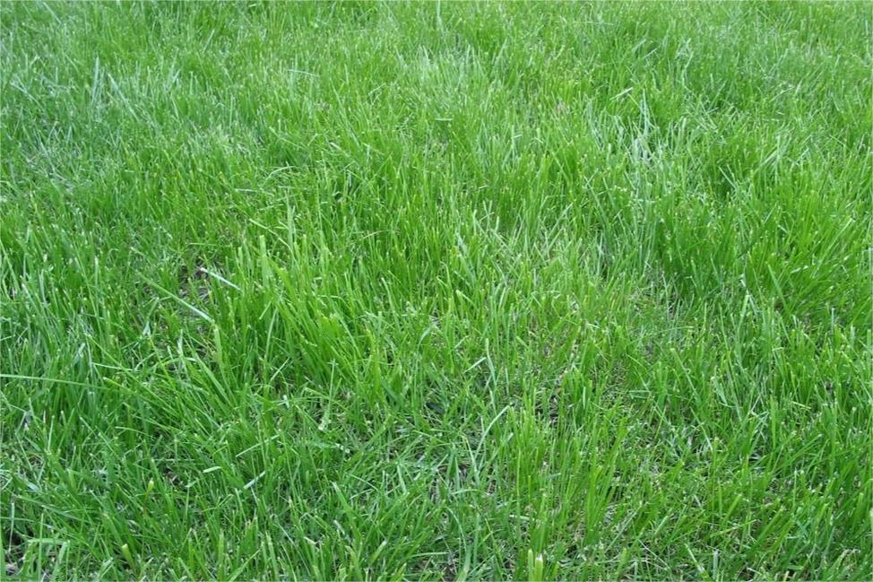黑麦草和高羊茅哪个好？-瀚阳绿化