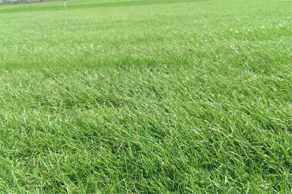 黑麦草和高羊茅哪个好？-瀚阳绿化