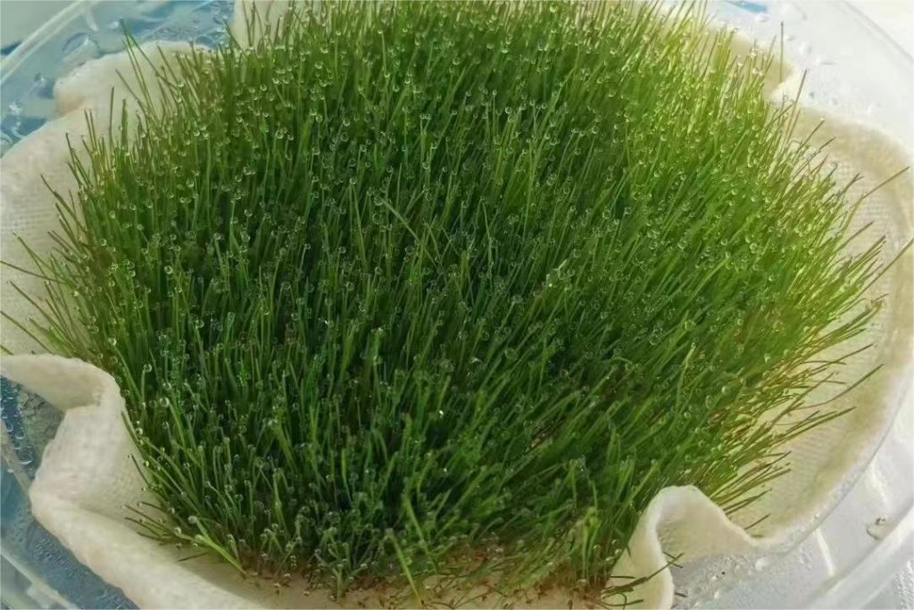 怎么保证草坪种子发芽率？-瀚阳绿化