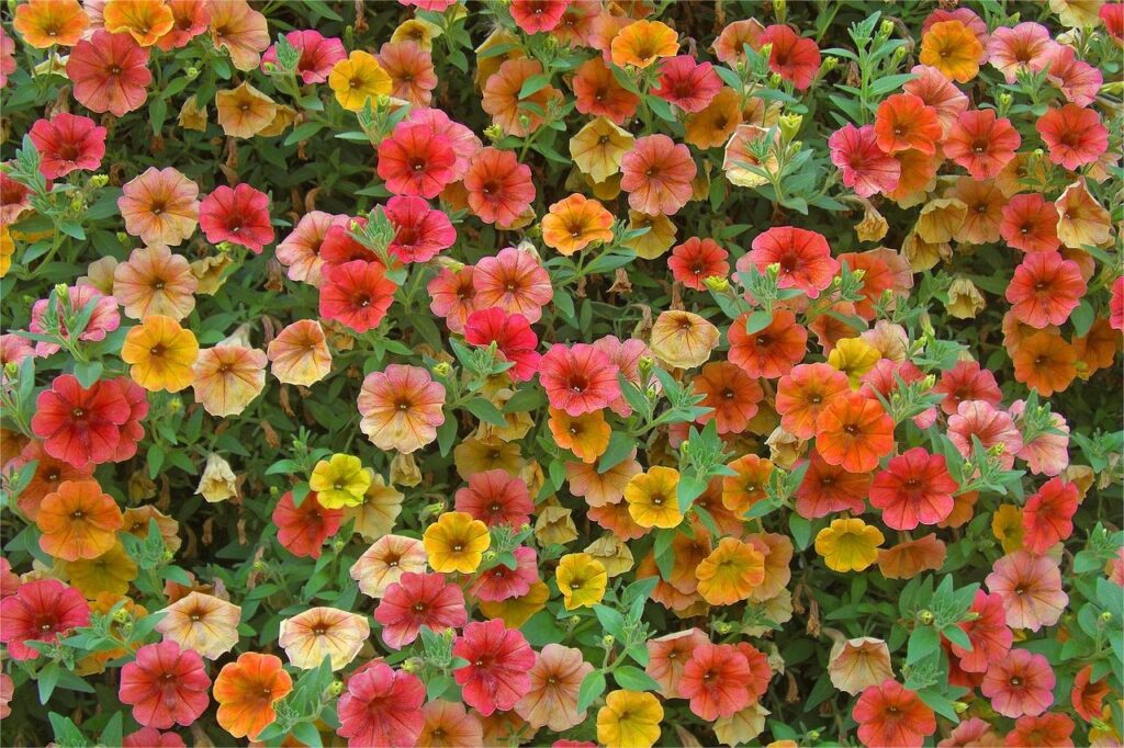 矮牵牛-瀚阳绿化