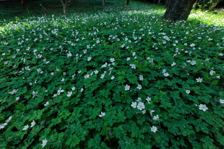 肥皂草-瀚阳绿化
