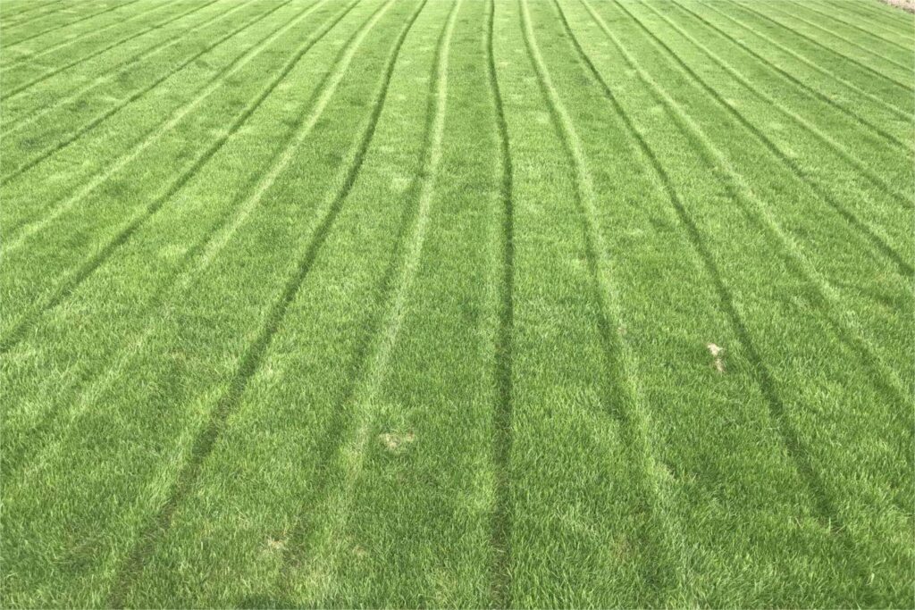 混播草坪四季常青-瀚阳绿化