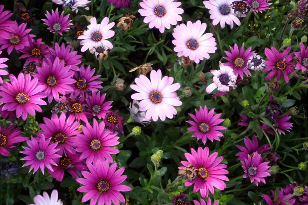 蓝目菊-瀚阳绿化