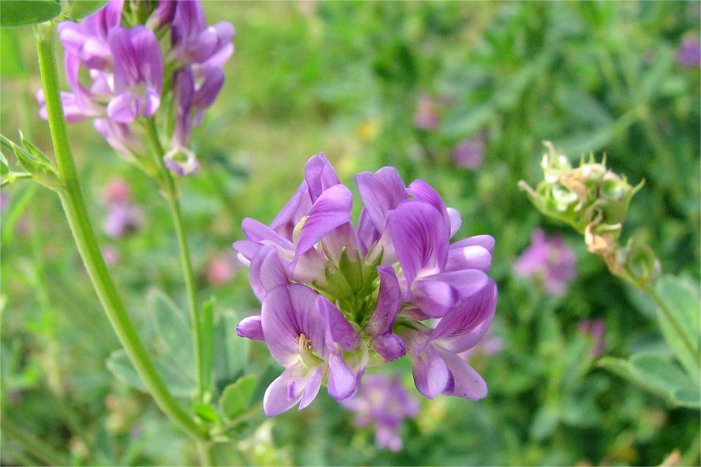 紫花苜蓿的花期是什么时候-瀚阳绿化