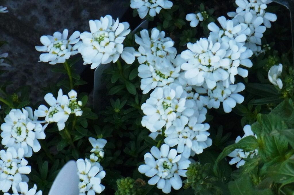 屈曲花-瀚阳绿化