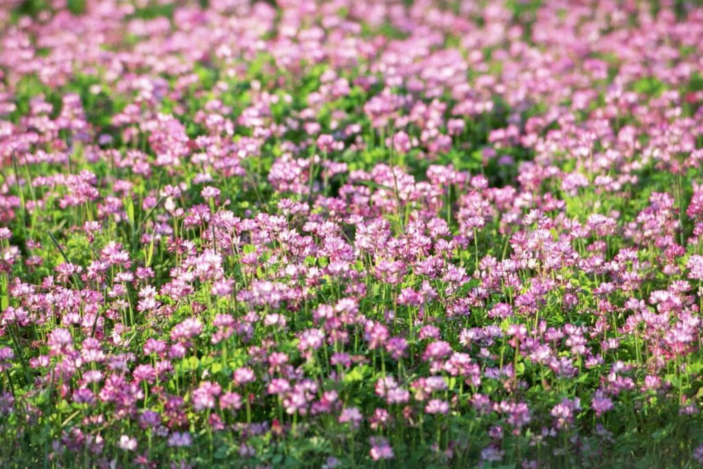 红花草种子 红花草种植方法-瀚阳绿化