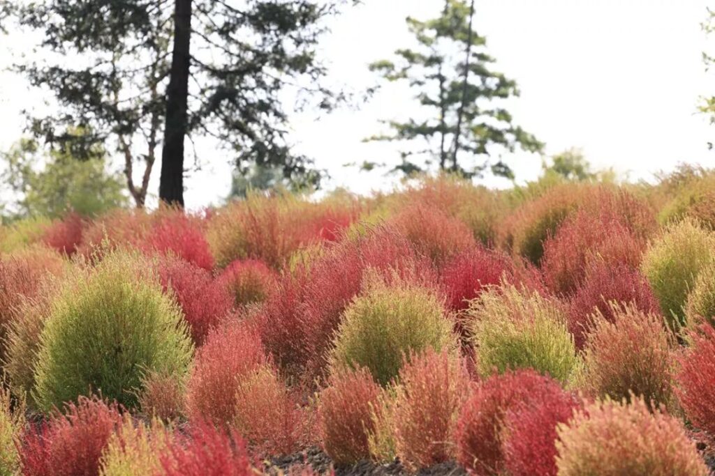 花海种植之红叶地肤的种植方法-瀚阳绿化