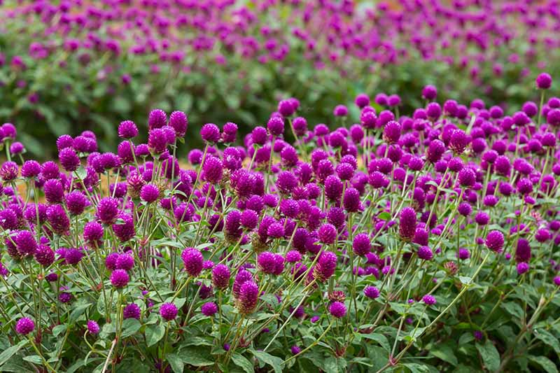 花海景观造景之千日紫 千日紫种子介绍 千日紫种植方法-瀚阳绿化