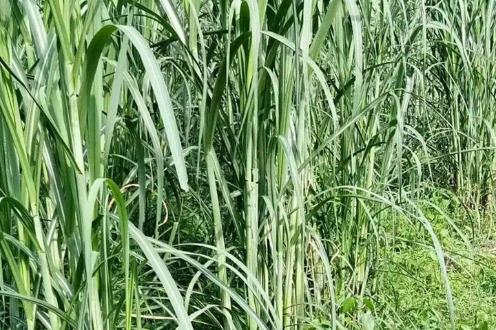 种甜象草还是巨菌草？【专家来帮忙】-瀚阳绿化