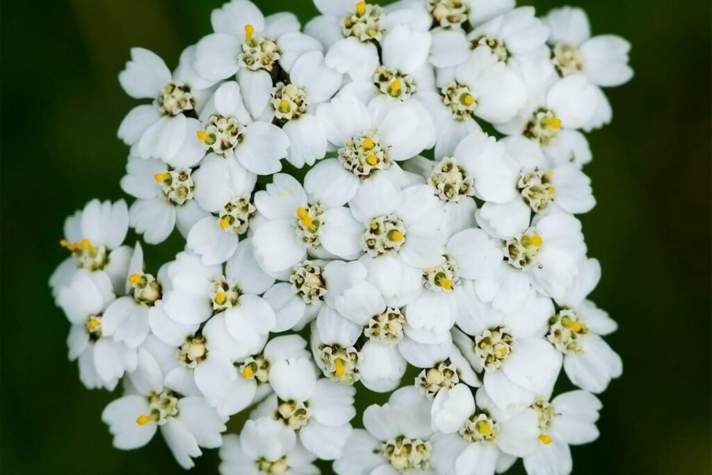 花海造景之香雪球的种植方法-瀚阳绿化