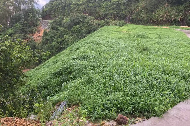 宽叶雀稗-瀚阳绿化