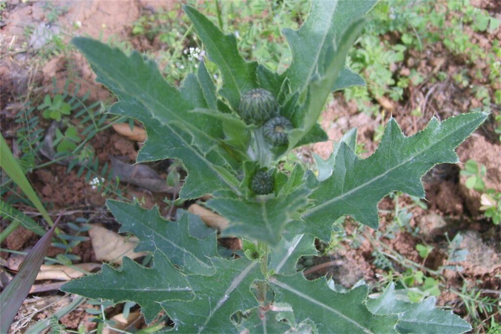 草坪常见杂草刺菜-瀚阳绿化