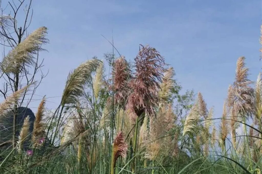 草坪常见杂草芦苇-瀚阳绿化