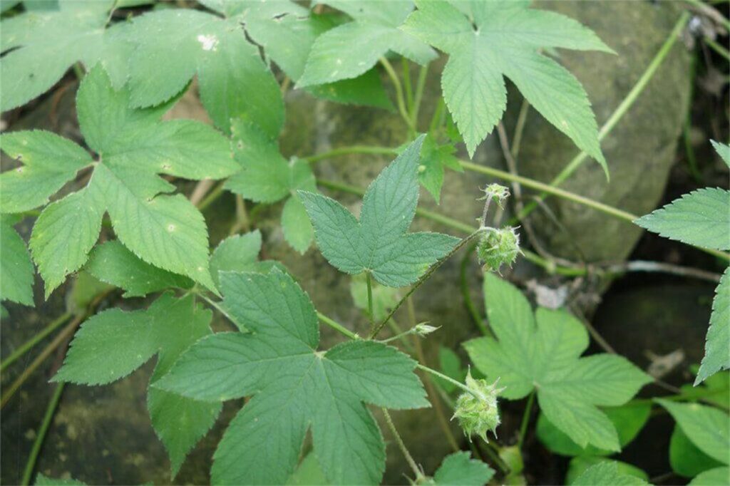 草坪常见杂草葎草-瀚阳绿化