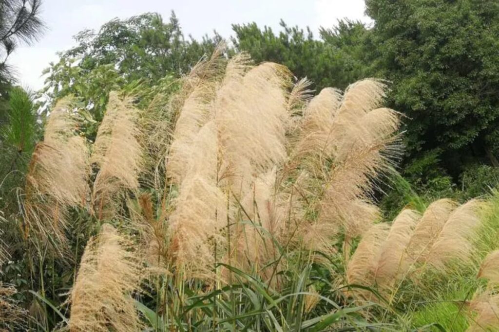 草坪常见杂草芒草-瀚阳绿化