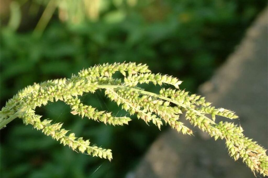 草坪常见杂草稗草-瀚阳绿化