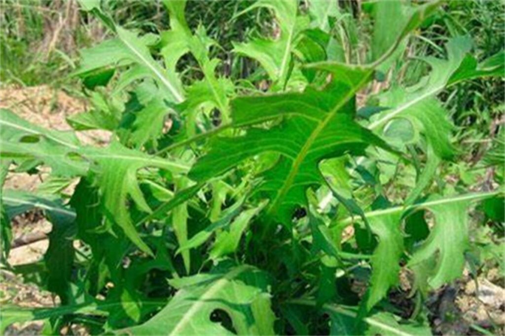 草坪常见杂草山莴苣-瀚阳绿化