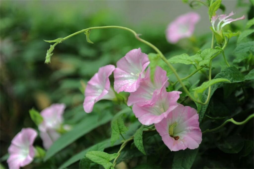 草坪常见杂草田旋花-瀚阳绿化