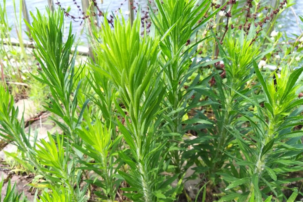 草坪常见杂草小蓬草-瀚阳绿化