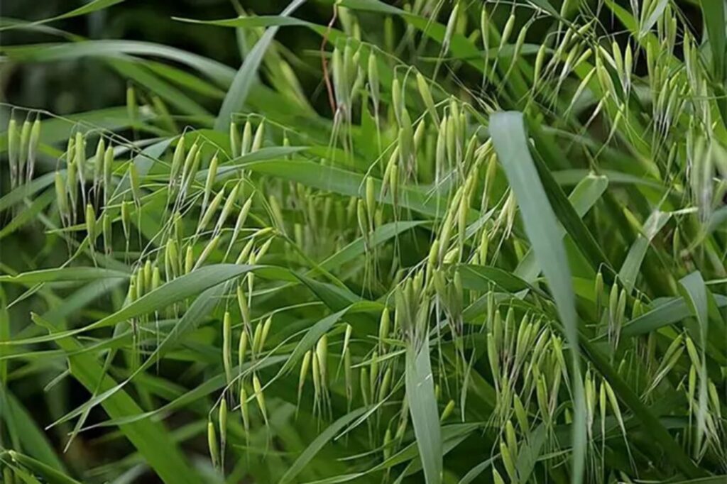 草坪常见杂草野燕麦-瀚阳绿化